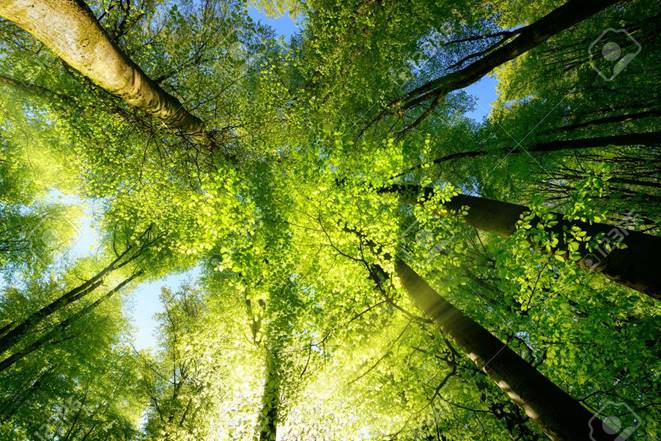 Les rayons de soleil qui tombent dans une canopée créent une atmosphère enchanteresse dans une forêt verte fraîche Banque d'images - 76940128