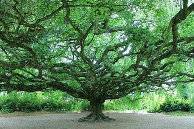 Le hêtre tortillard : un arbre étonnant