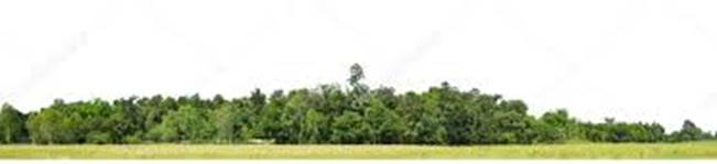 Paysage panorama forêt verte Photo De Stock